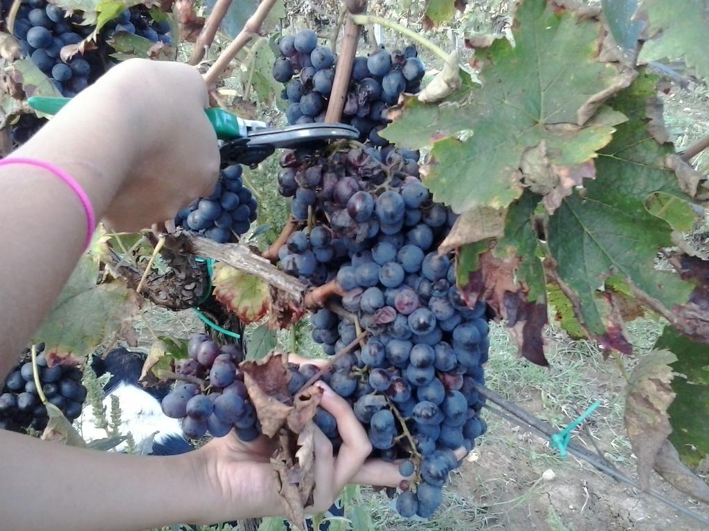 Agriturismo La Valle Degli Ulivi Semproniano Eksteriør bilde