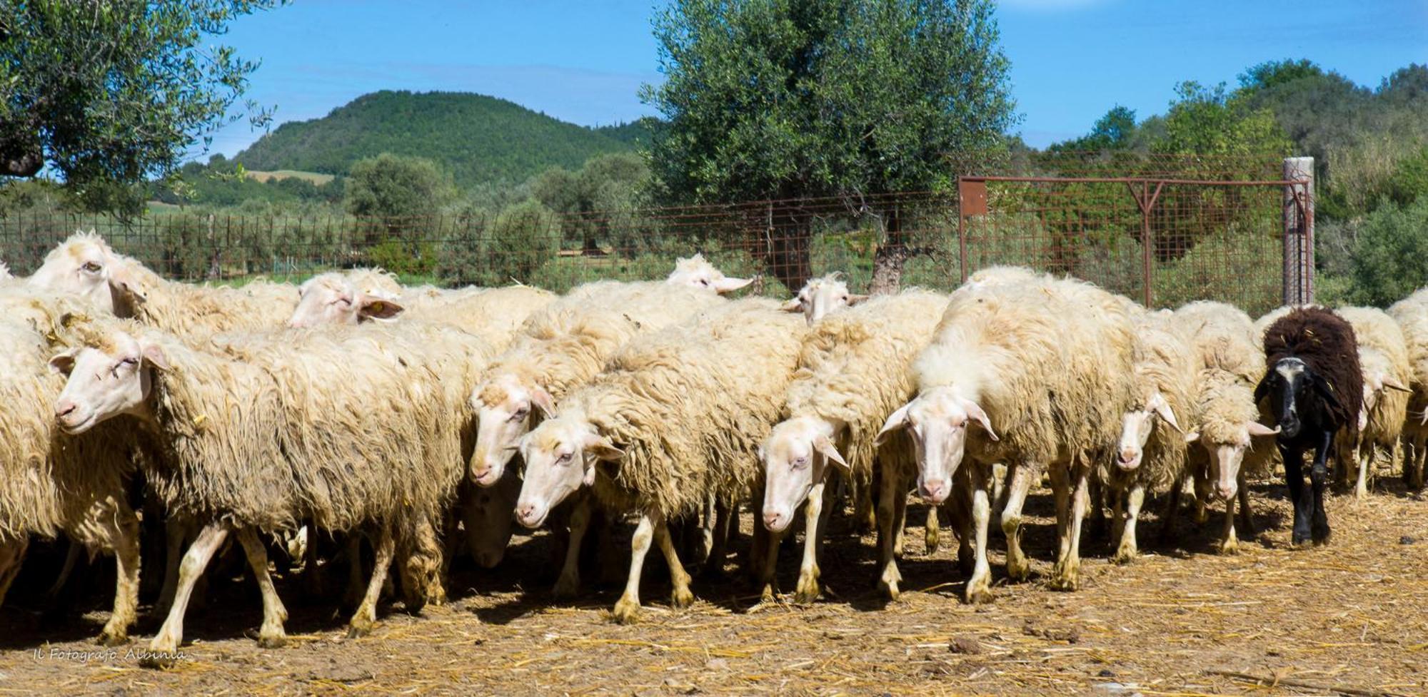 Agriturismo La Valle Degli Ulivi Semproniano Eksteriør bilde